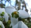 Fleurs © ET