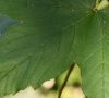 nervation de la feuille