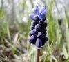 inflorescence