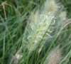 Inflorescence © ET