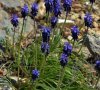 plantes entières