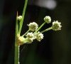inflorescence